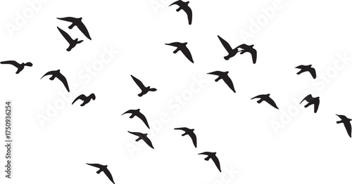 Vector art of silhouette of a flock of birds flying in the sky, the birds are silhouetted against the bright sky, creating a sense of freedom and movement the image is simple and minimalist