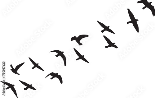 Vector art of silhouette of a group of birds flying in formation across a, the birds are silhouetted against the bright sky, creating a sense of freedom and movement the image is simple and minimalist