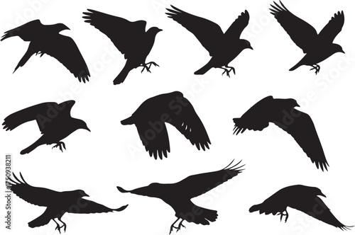 Vector art of a dynamic composition of crow silhouettes in various flight poses, , showcasing their wings in motion and creating a sense of freedom and natural behavior in the sky