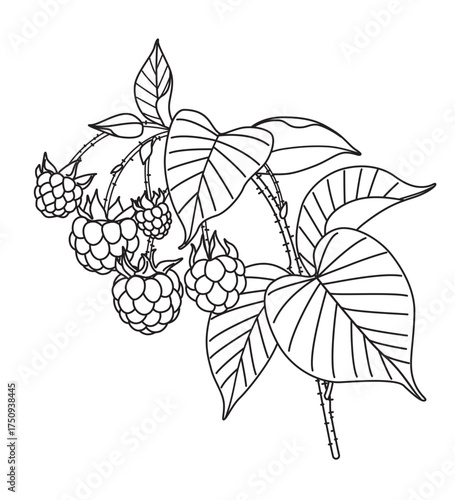 Black and White Outline Drawing  Raspberry Branch