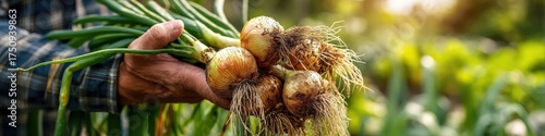 Farmer's hands holding a bunch of freshly harvested organic bulb onions with greens