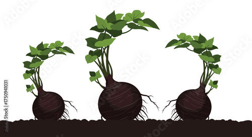 Three healthy root vegetables growing with vibrant green leaves emerging from dark soil.