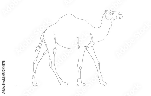 Simple Line Art Single Stroke Camel Animal Wildlife Desert Illustration