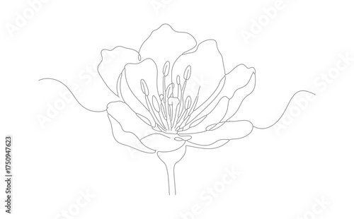 Minimalist Line Art Tulip Flower Illustration Elegant Botanical Drawing Artwork