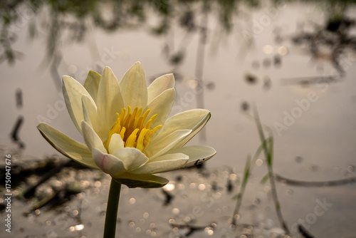 Delicate yellow water lily blooms gracefully floating on serene pond surface