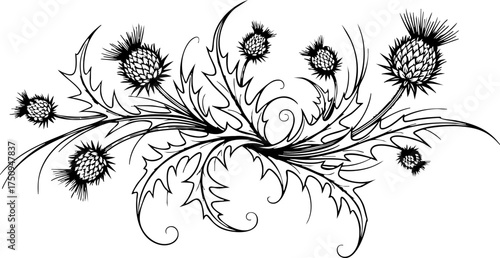 Obraz na płótnie Elegant thistle illustration perfect for design projects, adding a touch of nature's beauty to any creative endeavor