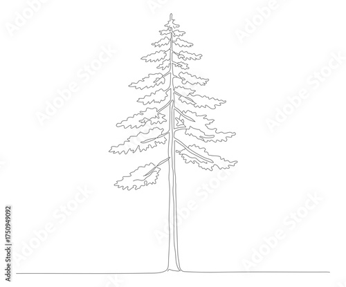 Minimalist Line Drawing Evergreen Tree Illustration Isolated on White Background