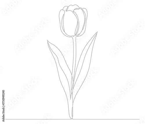 Simple Line Art Tulip Floral Botanical Spring Plant Outline Drawing