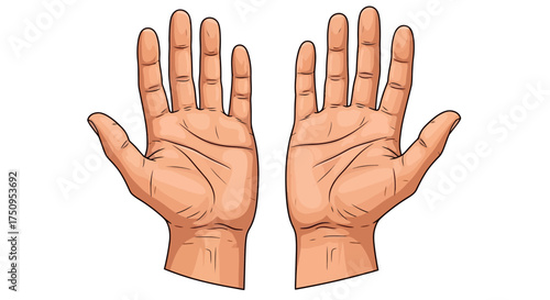 An illustration of two open human hands with palms facing forward, showing the details of the fingers and palm lines against a white background.
