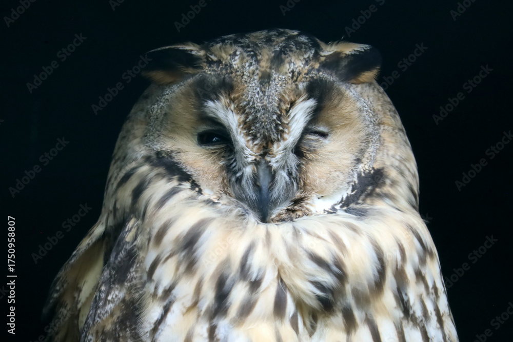 Fototapeta premium Eule