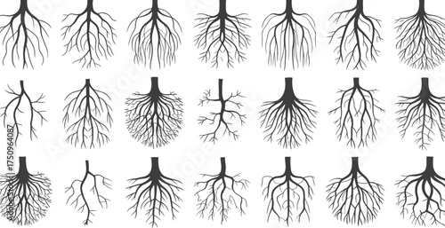 Set of black and white tree root illustrations, botanical growth pattern concept, natural organic root system vector design collection