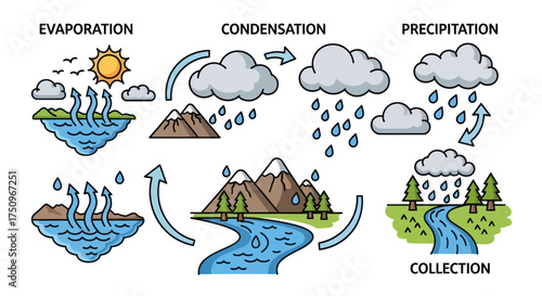 Colorful Water Cycle Diagram Illustrating Evaporation Condensation Precipitation Collection.