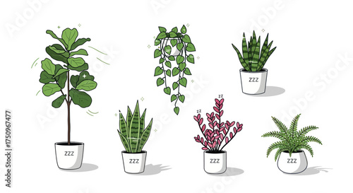 A collection of six different hand-drawn houseplants in simple white pots illustration set.
