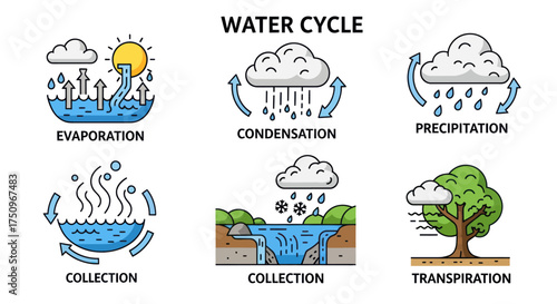 Water Cycle Diagram Illustrating Evaporation Condensation Precipitation Collection and Transpiration.