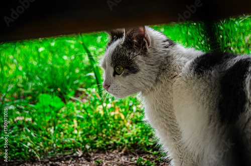 cat on the grass