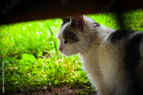 cat in the grass