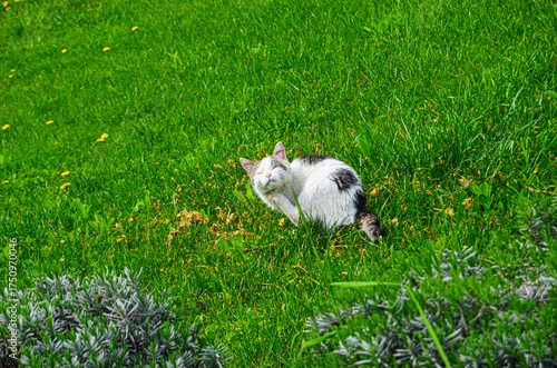 cat on the grass