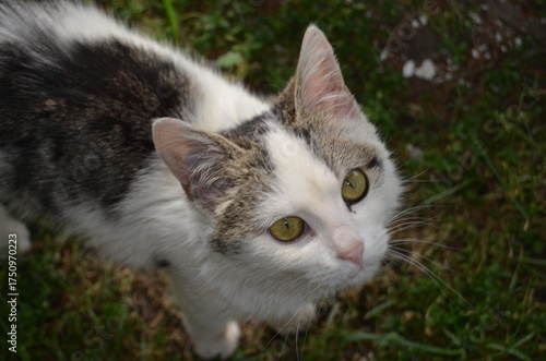 cat eyes