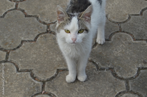 cat on the wall