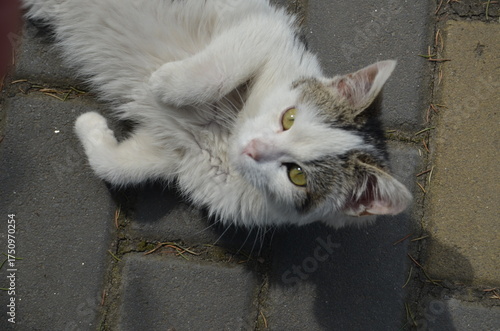Cat play