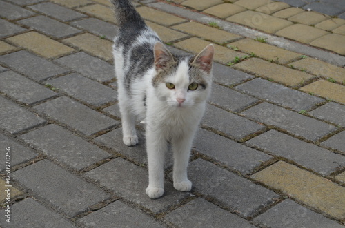 cat on the street