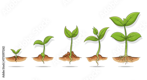Sprout Growth Stages: Seedling Development Progression with Green Leaves.
