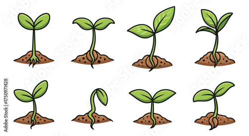 Seedling Growth Stages: Sprout Development with Green Leaves and Roots.