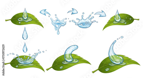 Watercolor Illustration of Water Droplets Interacting with Green Leaves.