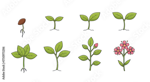 A hand-drawn illustration set showing the life cycle and growth stages of a plant from seed to blooming flower.