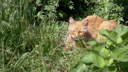 Slow motion. Ginger cat lying in the green grass. It has a red collar. Cat licks the grass. Sunny summer day in the garden.