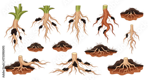 Diverse Plant Root Systems Illustrated with Soil Cross-Sections.