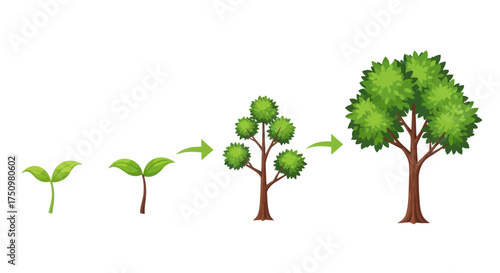 Stages of Tree Growth: From Seedling to Mature Tree.