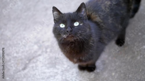 A black cat with captivating turquoise eyes looks up at the camera against a neutral gray backdrop. This high-angle shot emphasizes the feline's innocent and engaging gaze.