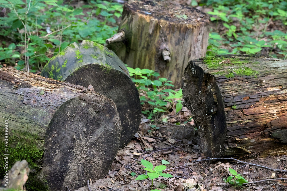 Fototapeta premium Several Old Decaying Logs Covered With Green Moss, Lying On The Ground In A Summer Forest. Natural Wood Decomposition.