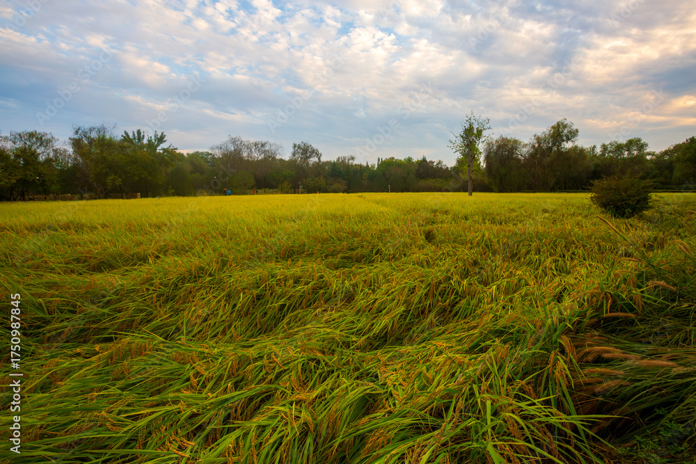 Obraz premium Beijing Jingxi Rice field and sunset clouds, China