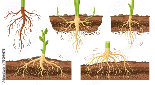 Photos Detailed Illustrations of Plant Roots and Growing Sprouts.