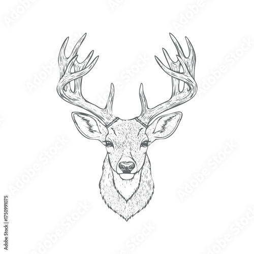 Majestic deer head antlers vector illustration scalable graphic eps isolated on white background