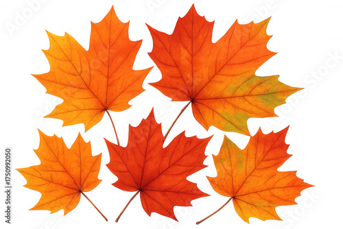 Autumn maple leaves in vibrant red and orange colors presenting the fall season on transparent background