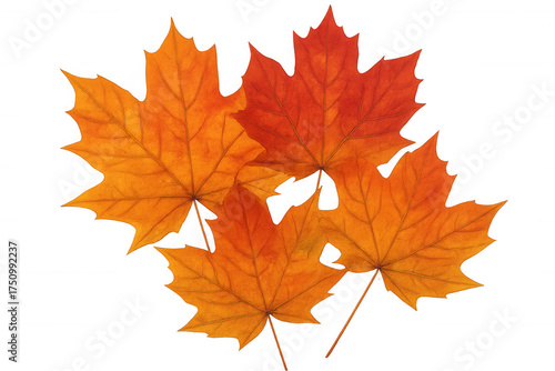 Autumn maple leaves falling, vibrant red foliage, orange fall color changing season, transparent background