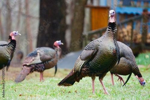 Wild Turkeys on Rainy Front Lawn in Acadia National Park