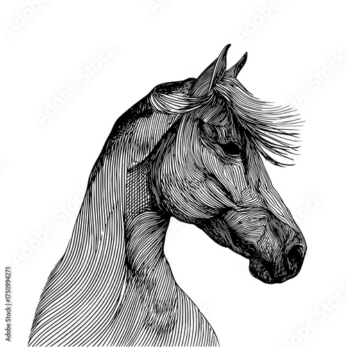 Horse head line art drawing illustration equine animal portrait black and white graphic design stallion mustang mare
