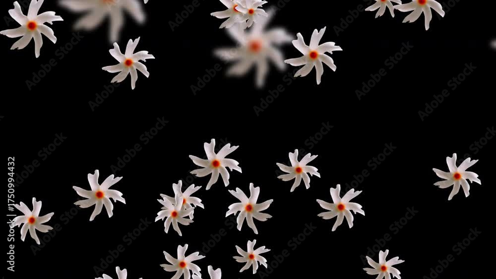 sewali flower, durga puja flower, sewali, Night-flowering Jasmine, coral jasmine, or Night Jasmine