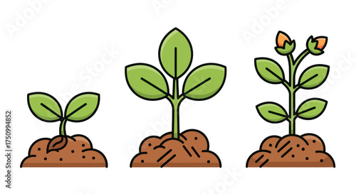 Plant Growth Stages Illustration: Seedling to Budding Plant Development.