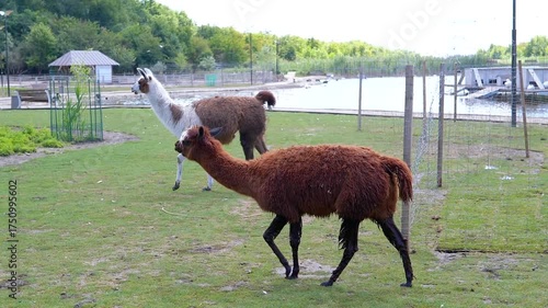 A llama walks across a green meadow, near a body of water and trees. This peaceful scene evokes tranquility and a connection with nature.