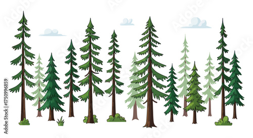 Stylized vector illustration of a dense evergreen forest with various tall pine and fir trees.