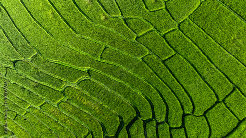 Aerial top view rice fields agriculture land, Rice fields prepare the harvest, Beautiful rice fields nature landscape texture and background.