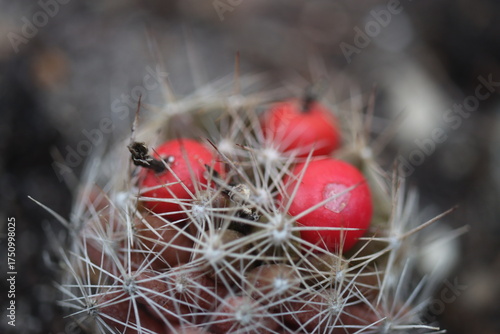 kaktus Escobaria missouriensis kwiat złoty