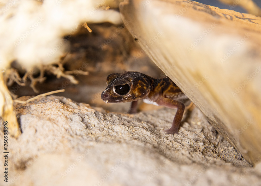 Naklejka premium Funny lizard. Small Desert Gecko Peeking from Sand and Moss in Terrarium