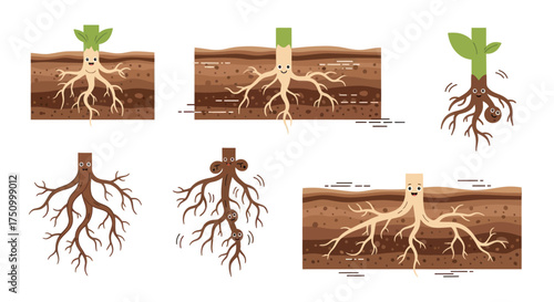 Plant Root System Illustrations: Different Root Structures in Soil and Without Soil.