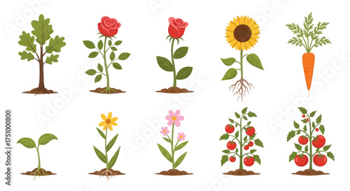 Collection of Various Plants and Vegetables Growing from the Ground.